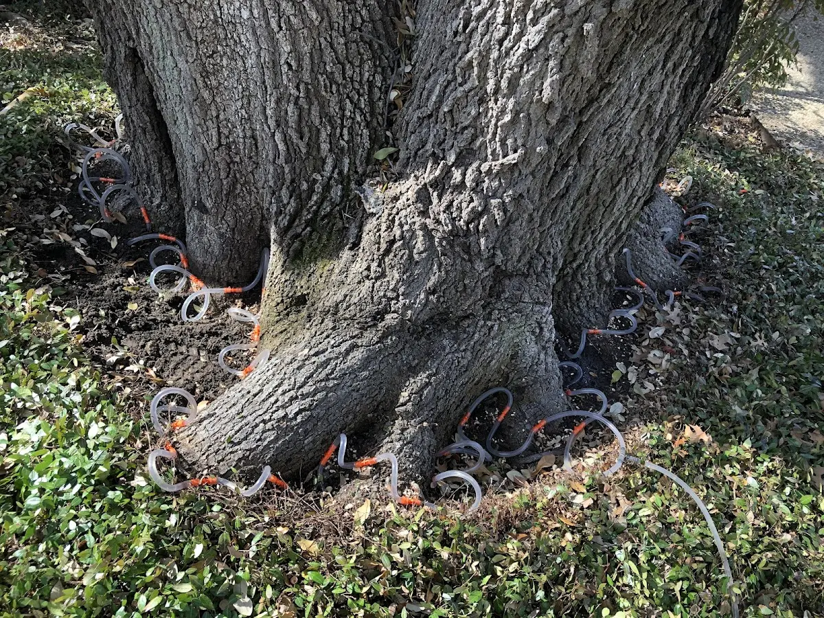 Detailed Tree Cabling and Bracing job site in Louin
